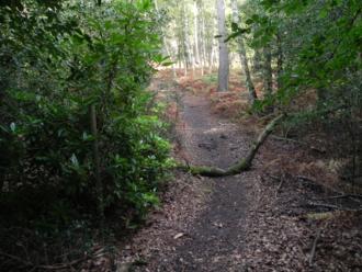 Photo of alternative trail
